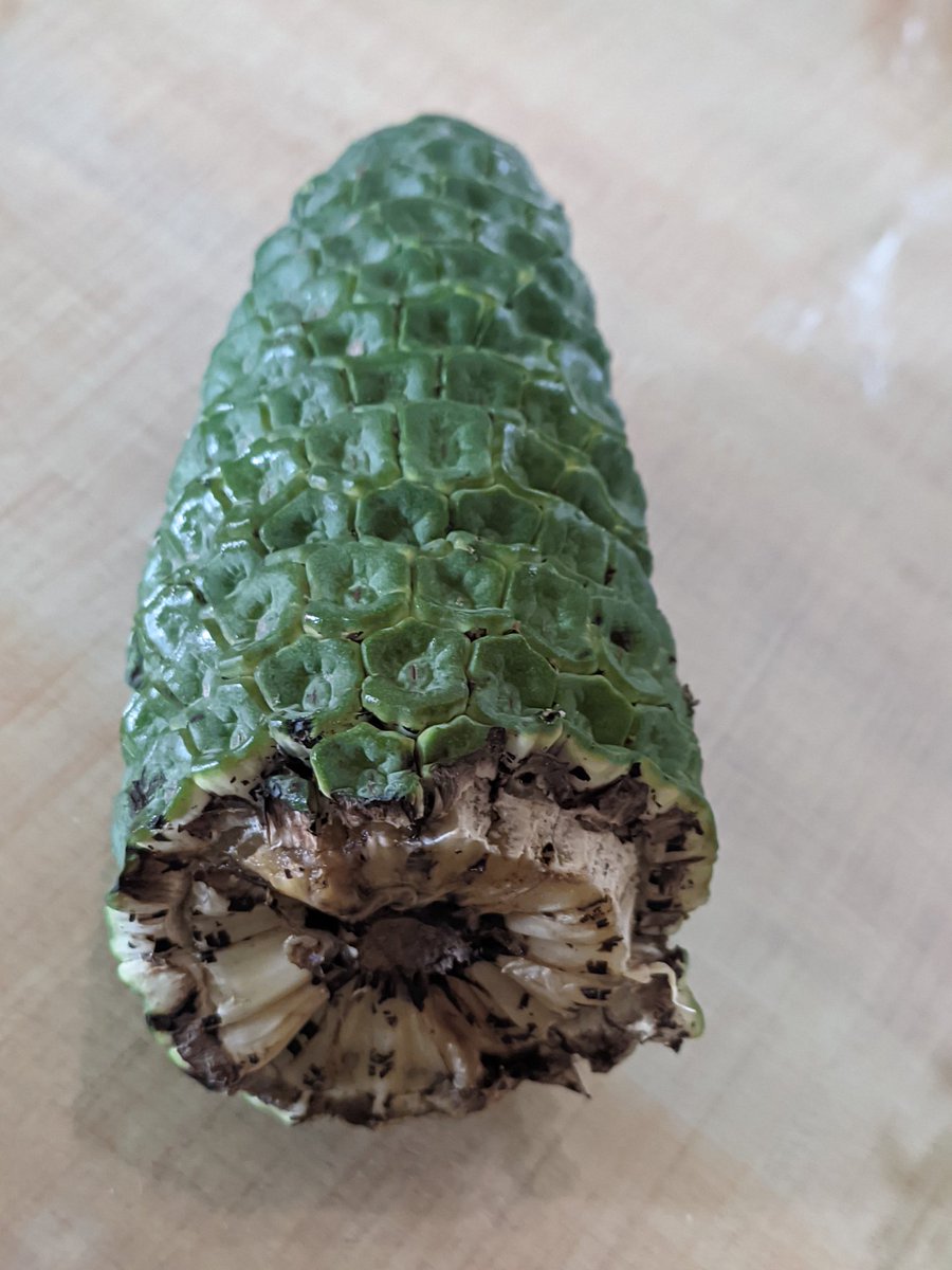 Dragon is old now, enters the new Monster fruit.🤗