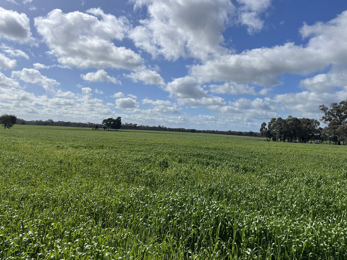 jascott01's tweet photo. Finally some sunshine on the wheat to make it grow not bad for unproductive land 3 years ago. #agriculture #wheat #Crop https://t.co/DsrjWJbf4E