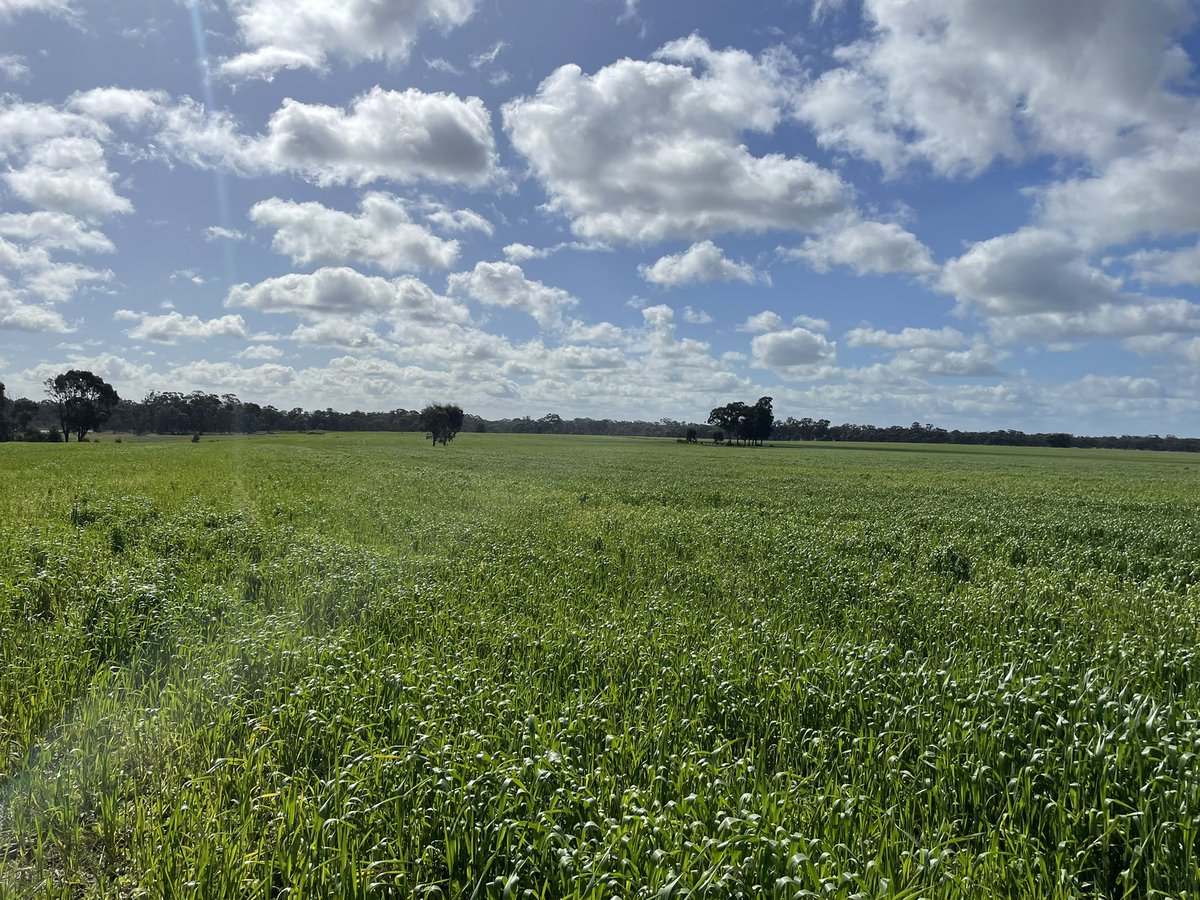 jascott01's tweet photo. Finally some sunshine on the wheat to make it grow not bad for unproductive land 3 years ago. #agriculture #wheat #Crop https://t.co/DsrjWJbf4E