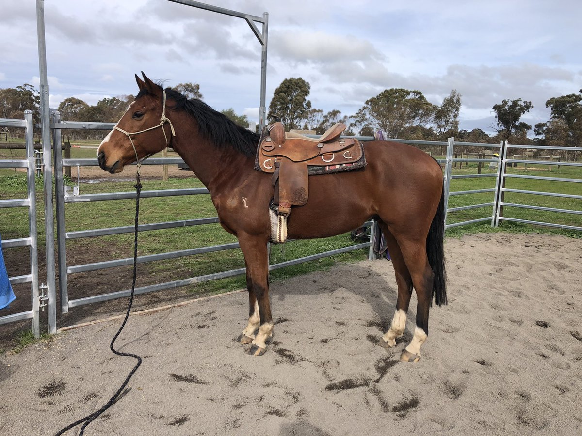 CobeLodge's tweet photo. Two horses, same client!  4yo Warrior’s Reward and 6yo Golden Snake.  Both needing specialised help with challenges they have.
Two more coming from the same client in Sept.
#thoroughbredretraining #racingpeoplecare #goldensnake #warriorsreward #leo #prince #repeatbusiness https://t.co/3x8MFcGnxz