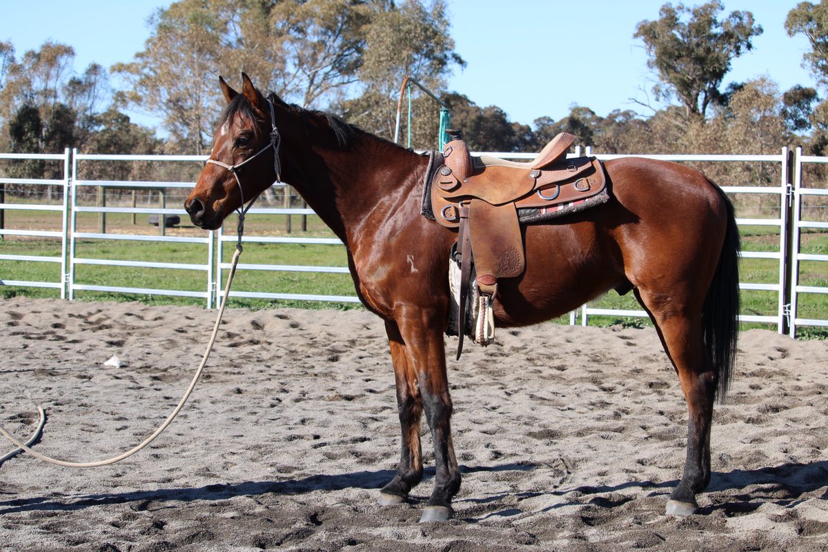 CobeLodge's tweet photo. Two horses, same client!  4yo Warrior’s Reward and 6yo Golden Snake.  Both needing specialised help with challenges they have.
Two more coming from the same client in Sept.
#thoroughbredretraining #racingpeoplecare #goldensnake #warriorsreward #leo #prince #repeatbusiness https://t.co/3x8MFcGnxz
