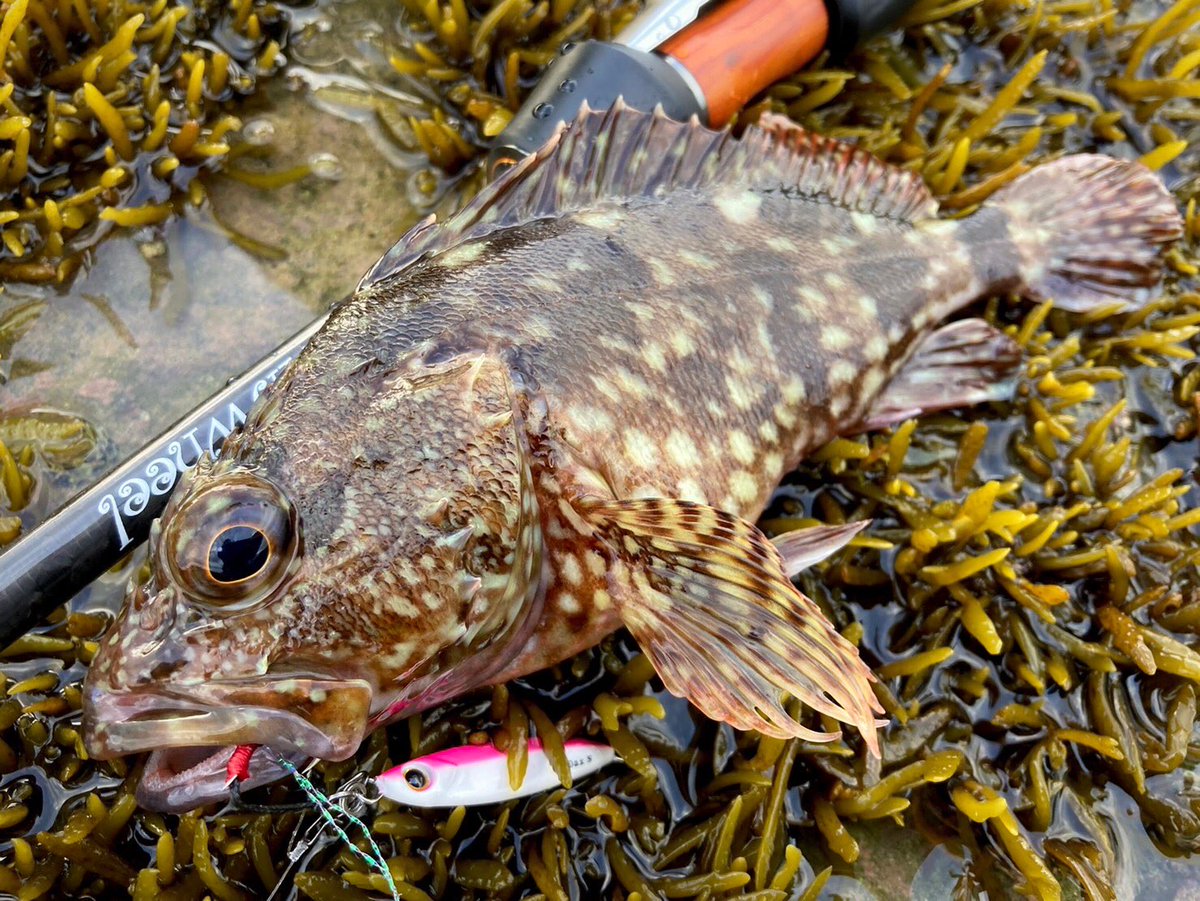 palms_global's tweet photo. Light Game Fishing with Miniature Dax in Japan 🇯🇵
Rod: Pinwheel 77L
Lure: Miniature Dax 5g Glow- pink color(G-04)
#palms #palmsfishing #microjig #microjigs #microjigging #rockfish #lightgame #lightgamefishing #bitarts #metaljig #metaljigs #japanfishing #fishingjapan @palms_japan https://t.co/4WTZDdg0P7