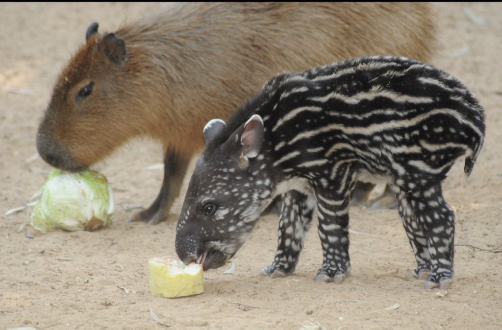 CAPYBARA_MAN's tweet photo. sharing lunch https://t.co/28BbR2ni0l