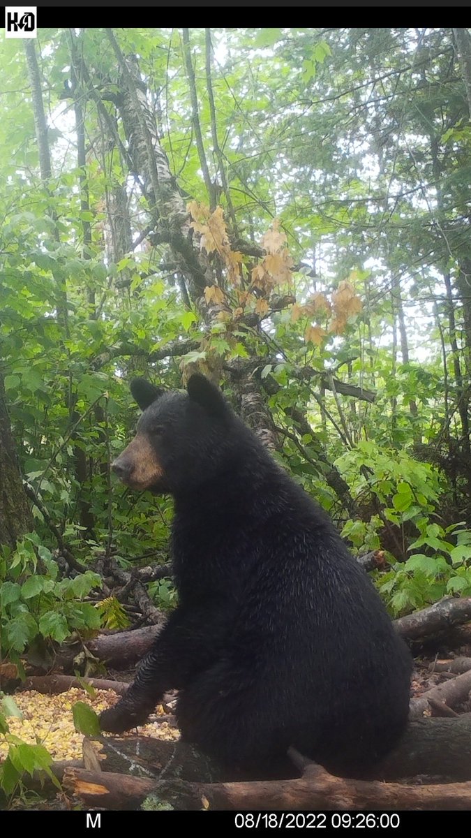 Spartan GoCam saved us from bumping him off the bait this morning!These Spartans are amazing for knowing when the bears hit the bait!

Checkout what spartan has to offer go.spartancamera.com/?ref=xNJKI4miO…
Use my code NATHANROEMER2 to save 10% <a href="/spartancamera/">Spartan Camera</a>