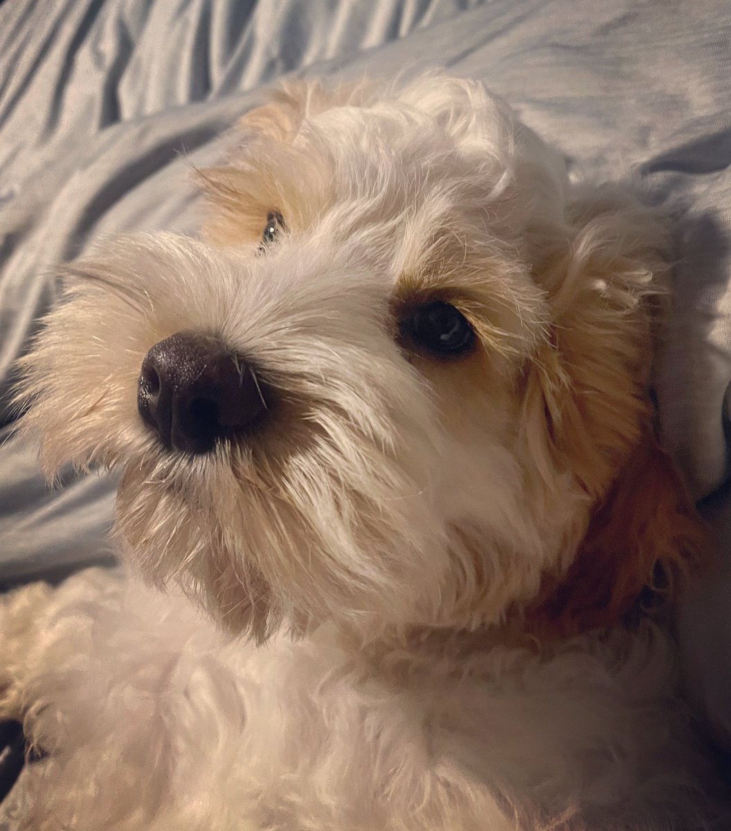 EchoNoseBoops's tweet photo. My sweet Echo 🐾❤️🐾 #dogsoftwitter #puppy #doodle #cockapoo #cockadoodle #echo #noseboops #goodestboy #dogmom https://t.co/8x7guFQWhy