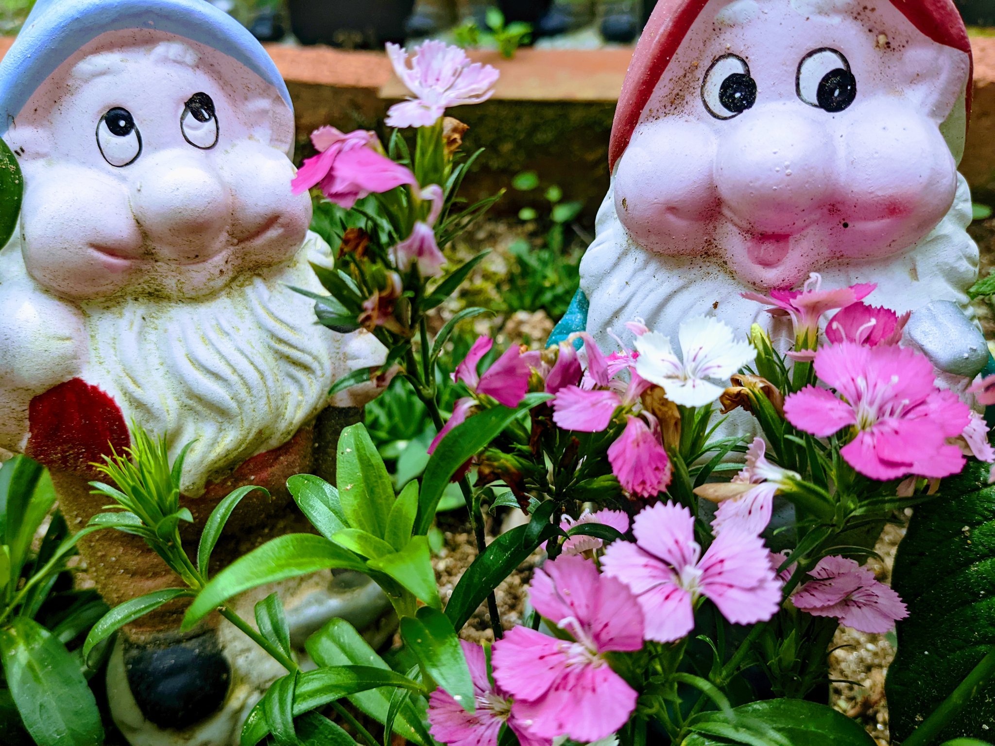 雛 ビジョナデシコ美女撫子 花言葉 純粋な愛情 細やかな想い １つの根から三色の花 てスゴイよね T Co Npubacxyrk Twitter