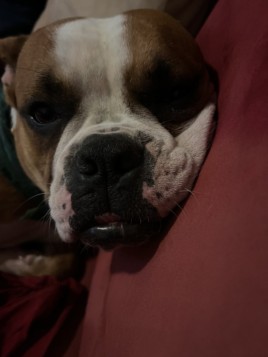 mps_on's tweet photo. Are you ever getting off the phone??? #arizonadogs #puppiesoftwitter #dogs #dog #americanbulldog #dogsarefamily #dogsoftwitter https://t.co/KGSYmOO4W2