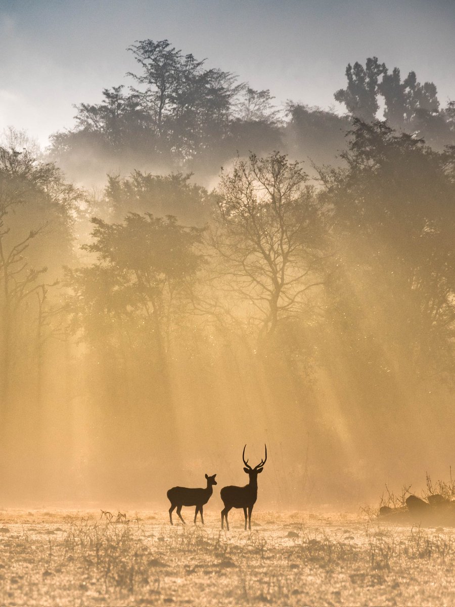 Trikansh Sharma tweet media