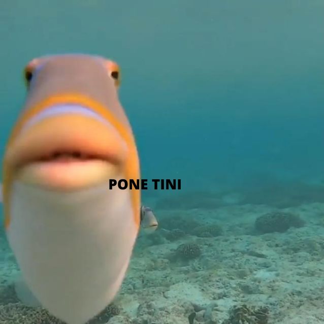 Jajaja yoite