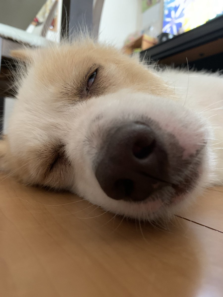 いぶき S Tweet 寝顔ブサイク選手犬優勝 笑 犬好きさんと繋がりたい 犬のいる暮らし 犬のいる幸せ Trendsmap いぶき S Tweet 寝顔ブサイク選手犬優勝 笑 犬好きさんと繋がりたい 犬のいる暮らし 犬のいる幸せ Trendsmap