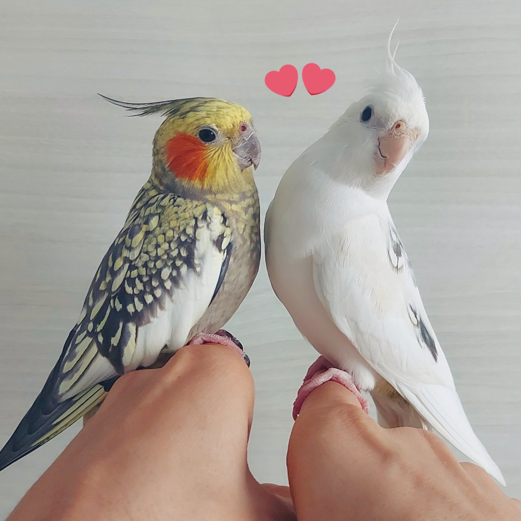 messicalopsita's tweet photo. 🐥💖 Messi & Dudu 🐦💙 #cockatiel #calopsitamansa #calopsitas #cockatielbird #cockatiellover #cockatiels #pet #calopsitas #messicalopsita #Messi #Dudu https://t.co/HctxIksFA2