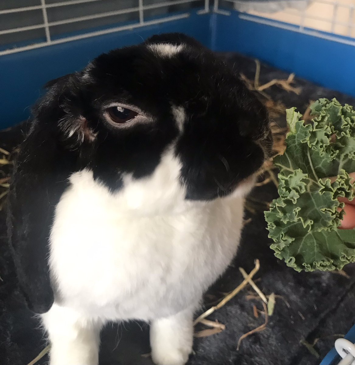 Pocket also loves it when I #wfh as he is 100% more likely to get extra snacks. Kale is his absolute fave 🥬🐰 #petsoftwitter #WiNTakeOver22 #WomenInNuclear