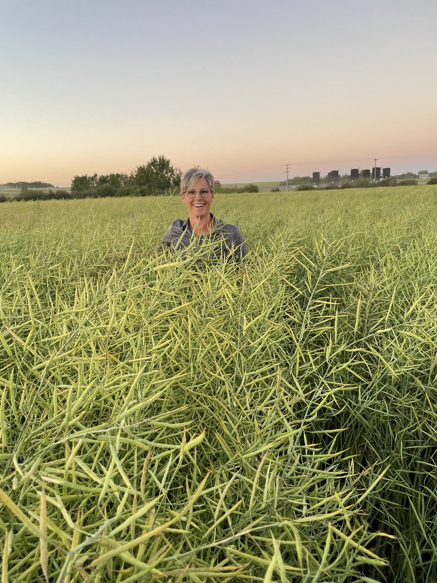 I have a soft spot for CL Canola probably going back to my first experiences with HT Hybrids. This PV 280 is looking amazing and will be swathed this week. ⁦<a href="/ProvenSeed/">Proven Seed</a>⁩