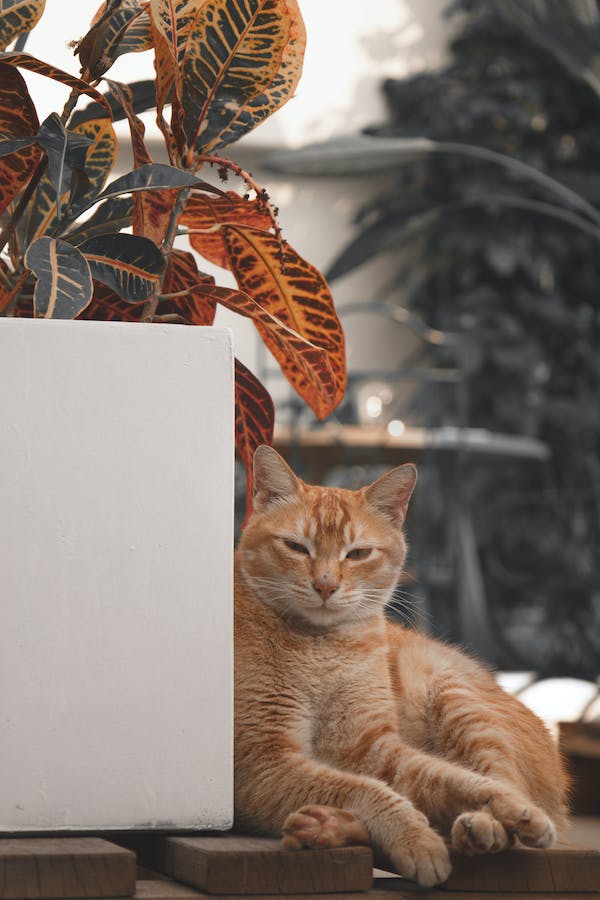 NewsOfAmerica24's tweet photo. Father Of Pet Cat
#cat
#pet_cat
#love_pet
#love_cat
#good_cat
#love_animal
#love_pet_cat
#love_pet_cats
#love_pet_animal
#cat_short_video
#cat_funny_video
#cat_world
#cat_video
#take_care_of_your_pet
#cat_world
#cat_lover
#cat_photo https://t.co/8AJOaH8aHq