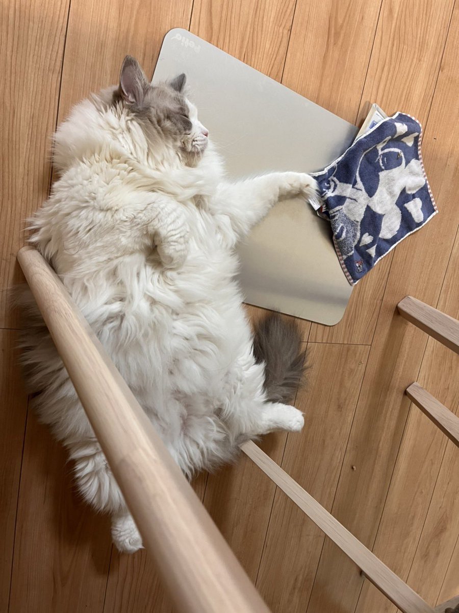 毎日が夏休み🐱

#ねこ #猫 #猫のいる暮らし #猫好きな人と繋がりたい #猫好き #cat