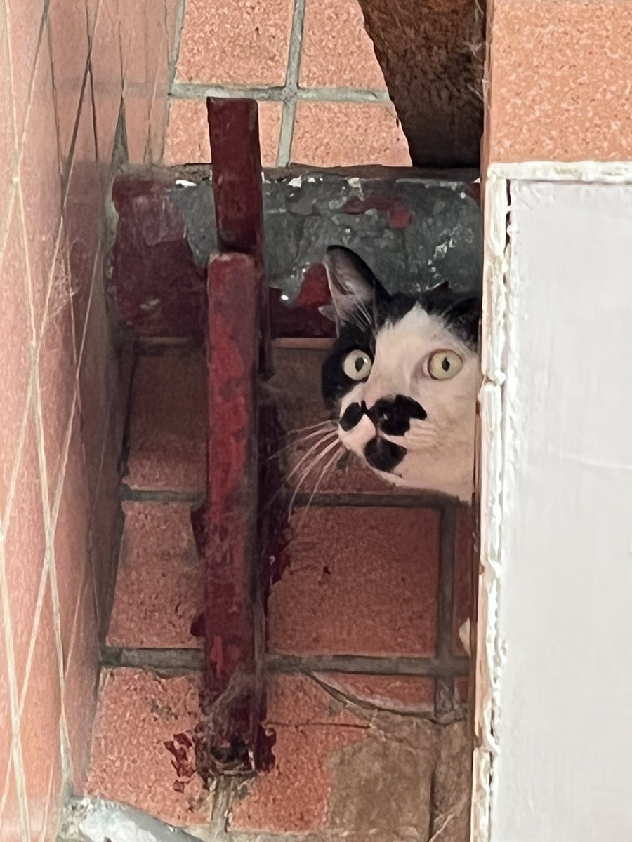 ntbtaiwan's tweet photo. 廠貓🐱

#伍號 #貓 #猫 #ねこ #cat #kitty #喵 #咪 https://t.co/GJgEdH7Ouj