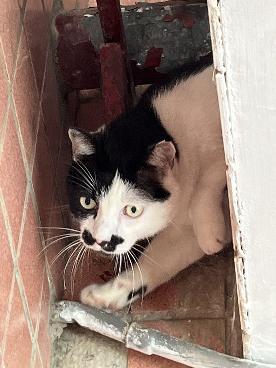 ntbtaiwan's tweet photo. 廠貓🐱

#伍號 #貓 #猫 #ねこ #cat #kitty #喵 #咪 https://t.co/GJgEdH7Ouj