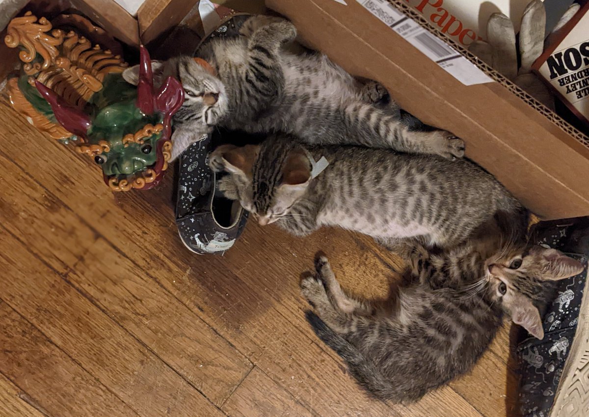 Three kittens sleeping on space shoes.

#fosterkitten #CatsofTwittter