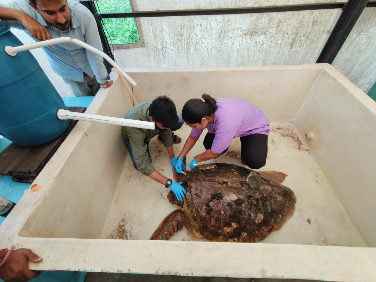 MangroveForest's tweet photo. A loggerhead turtle which was stranded at Madh, Versova has been rescued and shifted at Turtle Transit Centre, Airoli. The turtle has lung infection and is being treated for the same.

https://t.co/eOVHPFGbHK
@vrtiwari1 @AdarshReddyIFS @MahaForest @CMOMaharashtra @Dev_Fadnavis https://t.co/5WisbwBfEY