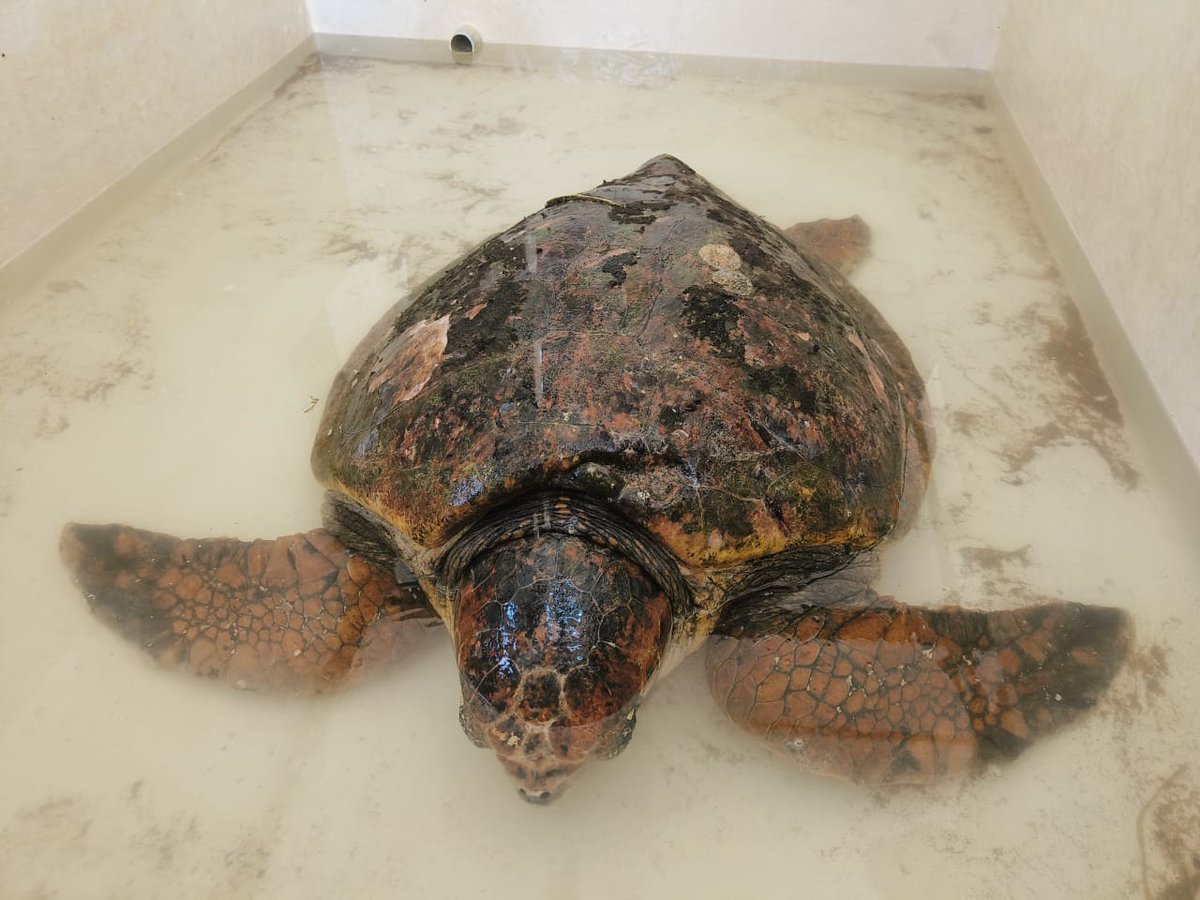MangroveForest's tweet photo. A loggerhead turtle which was stranded at Madh, Versova has been rescued and shifted at Turtle Transit Centre, Airoli. The turtle has lung infection and is being treated for the same.

https://t.co/eOVHPFGbHK
@vrtiwari1 @AdarshReddyIFS @MahaForest @CMOMaharashtra @Dev_Fadnavis https://t.co/5WisbwBfEY