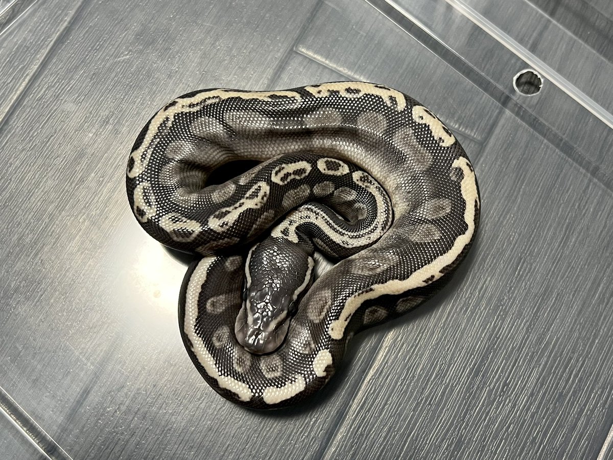 clastolepis's tweet photo. 脱皮前だけどこれはこれでカッコいい！
他の4匹はFS完了。
脱ぎたてはバッキバキでキレイ✨ https://t.co/xXrEx65b2A