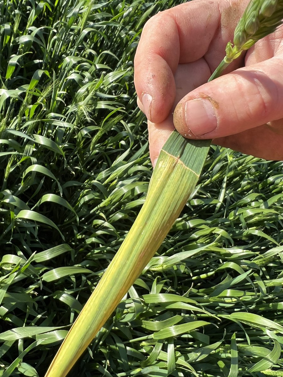 brad mclean tweet media