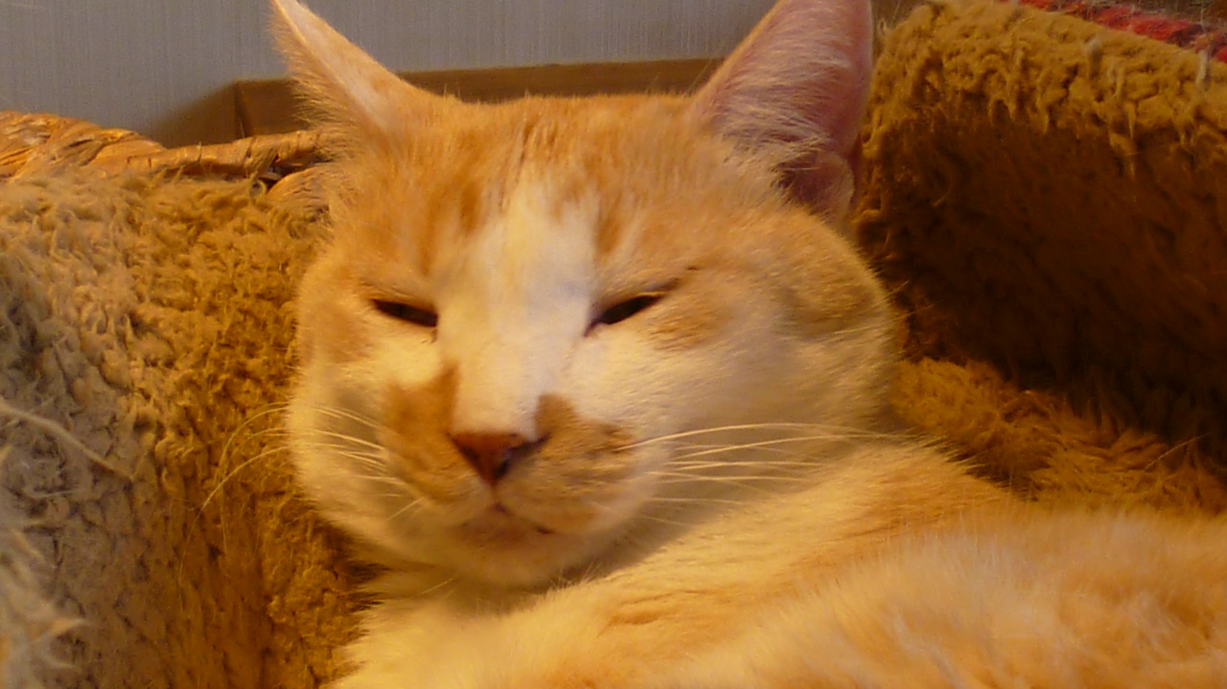 保護猫カフェ 猫見家 支援物資 大歓迎 Nekomiya1011 Twitter