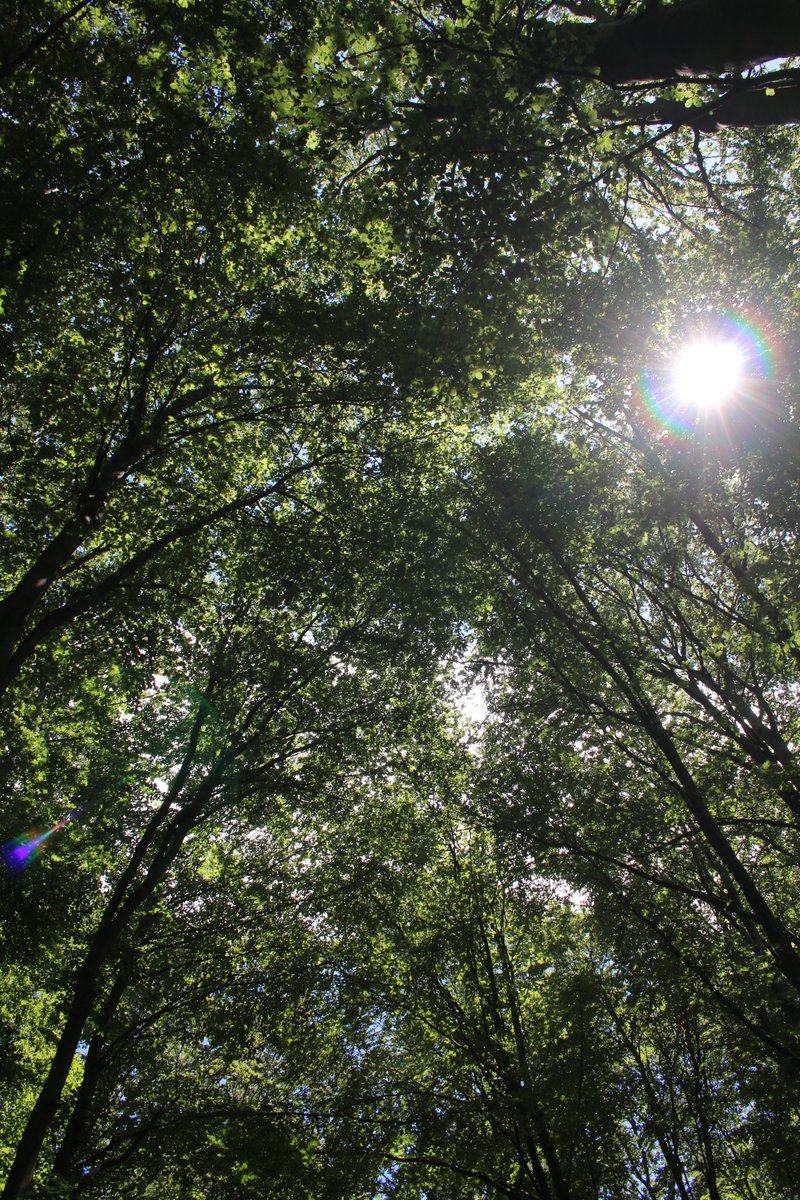 keeper_of_books's tweet photo. good morning treepeople https://t.co/XIu7mSy5lA