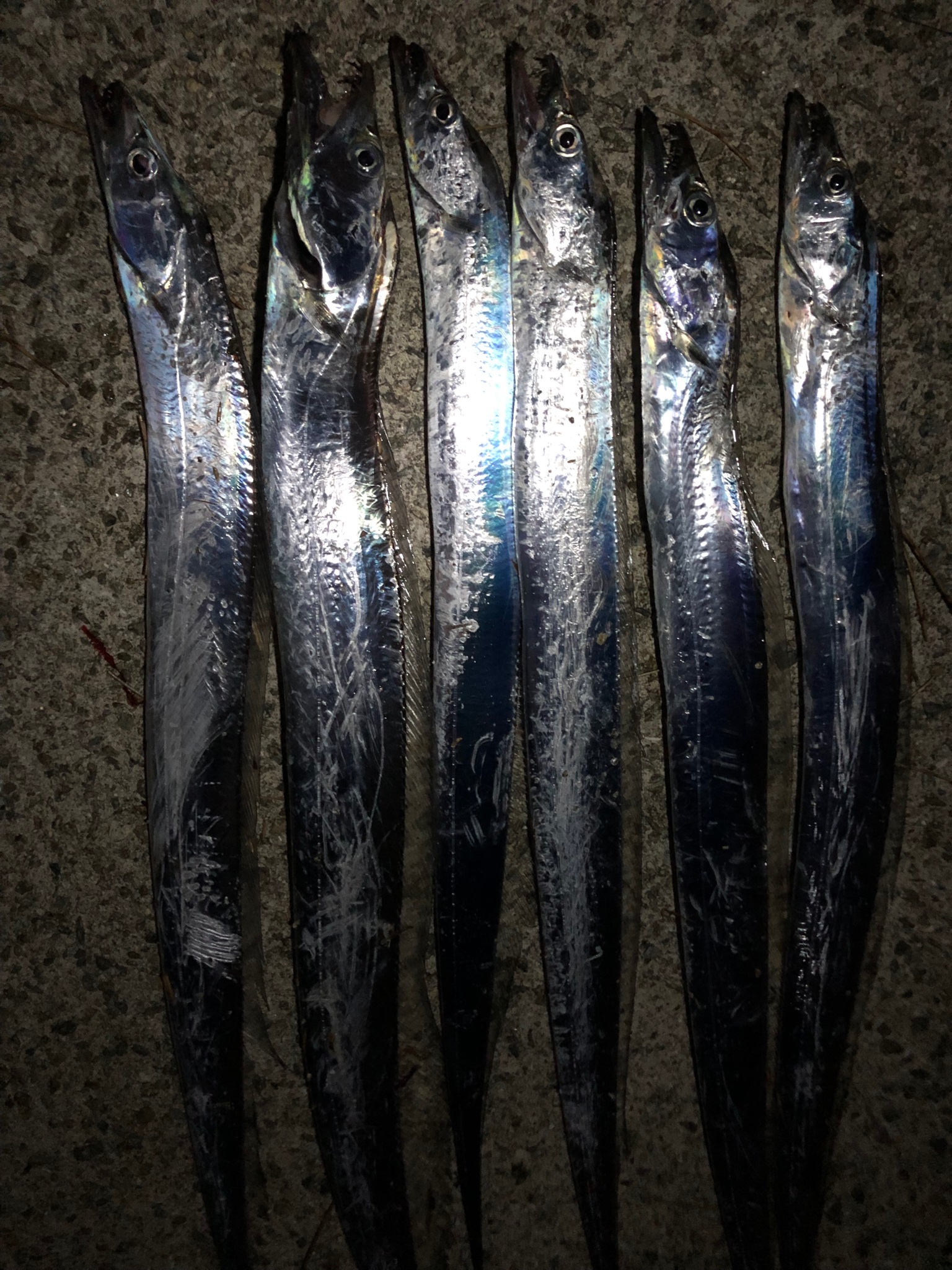 みーちゃん 太刀魚タチウオ テンヤ釣り専門 Dmエラーによりお返事できません コメ欄へ Tatiuo1tenya Twitter