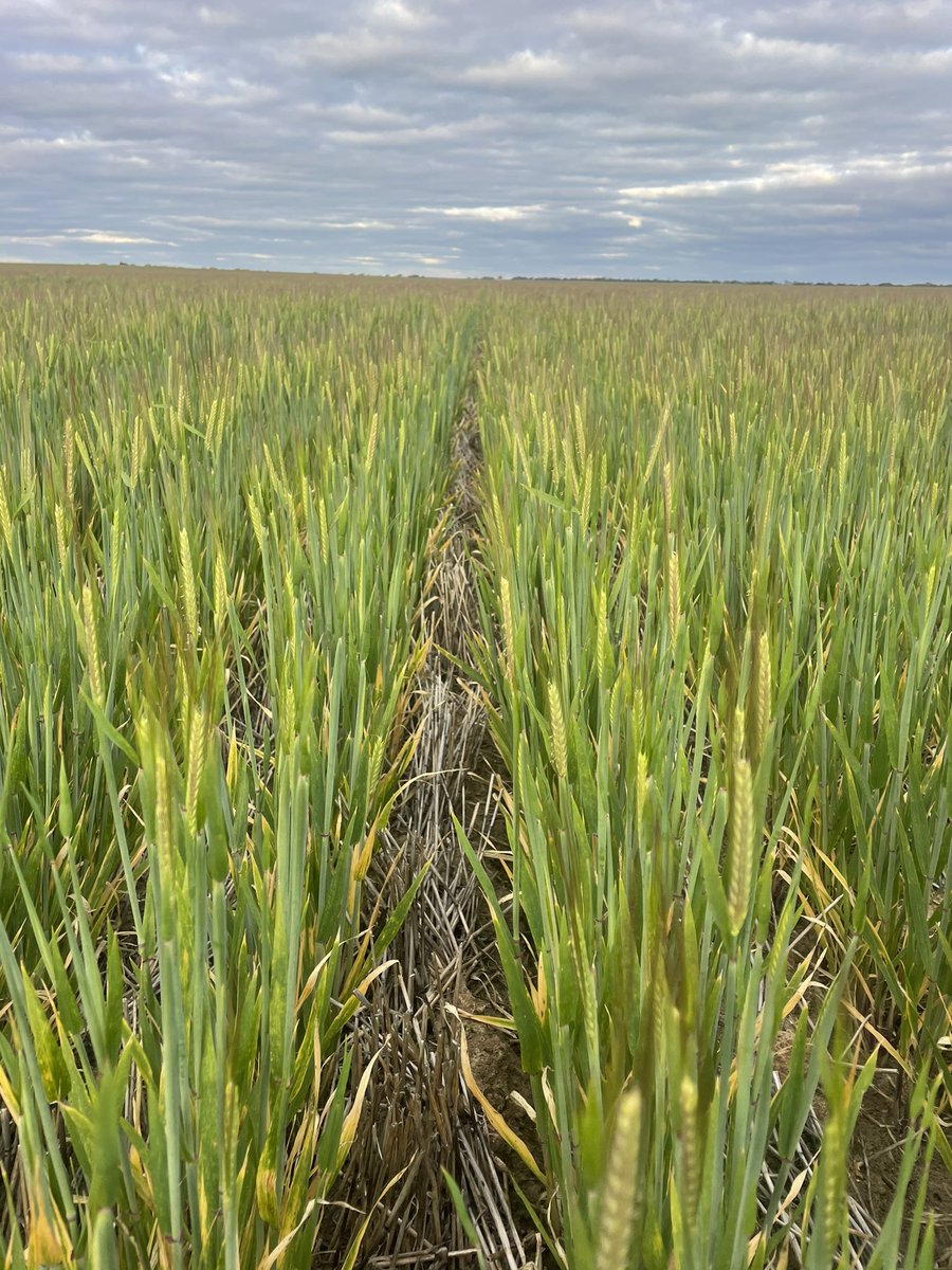 Tim Starcevich tweet media