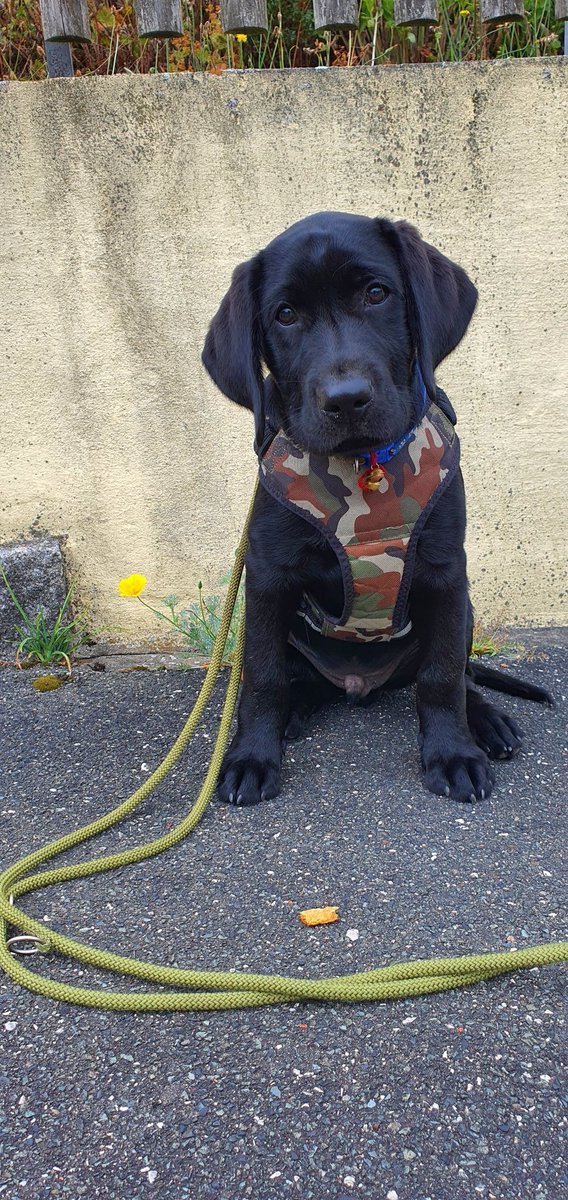 Our Zorro.3 months now