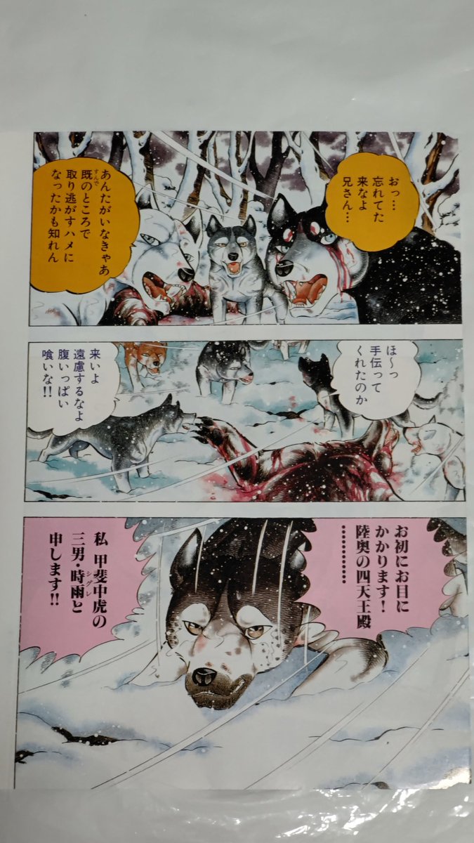 銀牙伝説WEED #銀牙 銀牙伝説WEEDの巻頭カラー😚 第118話。 ついに