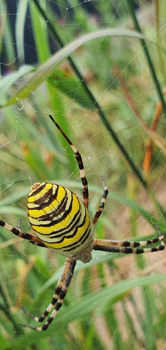 First time seen today...what is it ?