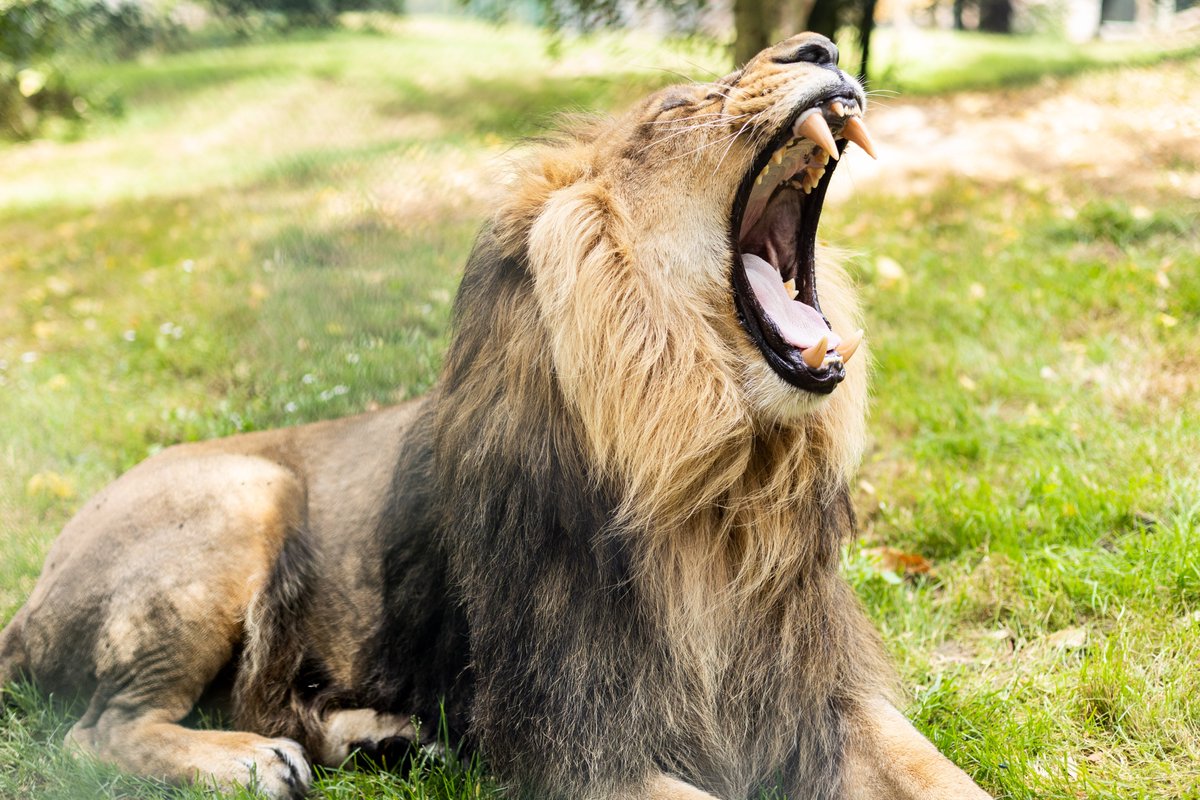 ** Visitors to @fotawildlife can now see our new male Asiatic lion - Yali **. Yali can be seen in the Lion habitat after acclimatisation to his new surroundings and gradual introduction to the 2 lionesses, Gira & Gita. For more see fotawildlife.ie/news. Images @DKanePhoto