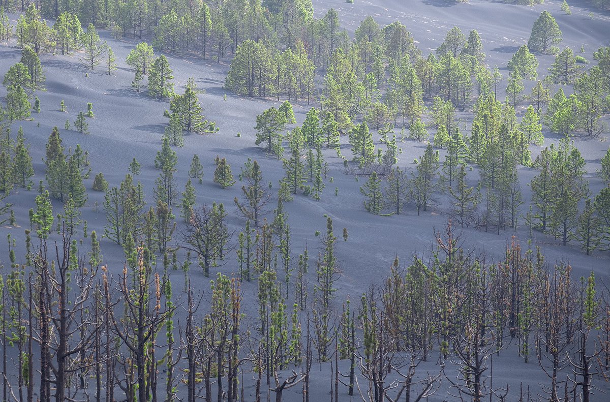 Alrededores del Volcán Tajogaite de La Palma. Misma fofo, mismo lugar, 8 meses de diferencia. 
Primera foto 15 de diciembre de 2021
Segunda foto 15 de agosto de 2022
#lapalma #volcan #nature #paisaje
