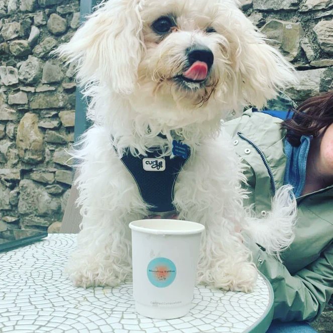 packthepooch's tweet photo. #dogfriendly cafe based in Enfield, Co. Meath. All dogs are welcome inside. Puppuccinos and dog treats are available. All doggie visitors feature on "Wall of Fame". Serving Creed Coffee, sandwiches, sweet treats and more. 
✨️ Link in bio ✨️
.
#dogfriendlycafe #packthepooch https://t.co/i1b0ld7lWP