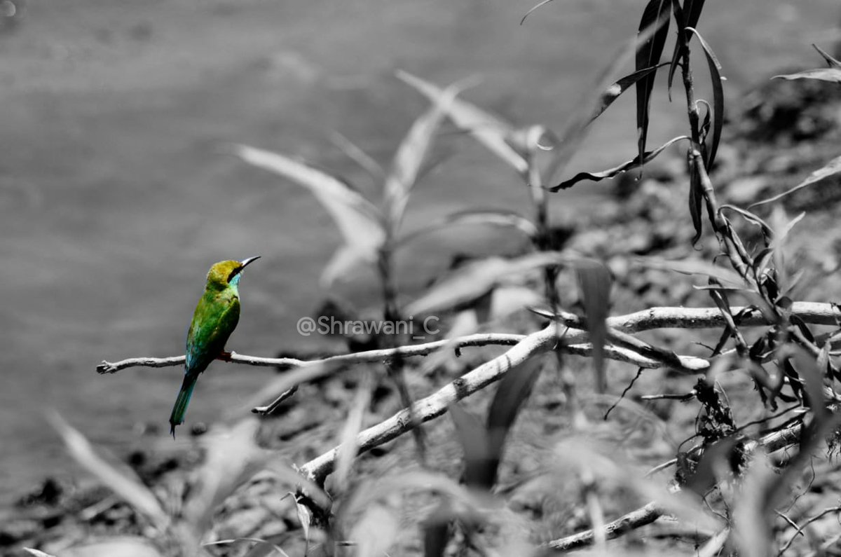 Shrawani_C's tweet photo. Why fit in when you were born to STAND OUT.
.
.
.
Pc : @Shrawani_C 
IG : artist.tic20
#WorldPhotographyDay #WorldPhotographyDay2022 #PhotographyDay #PhotoOfTheDay #wildlifephotography https://t.co/5xcjrl74ed