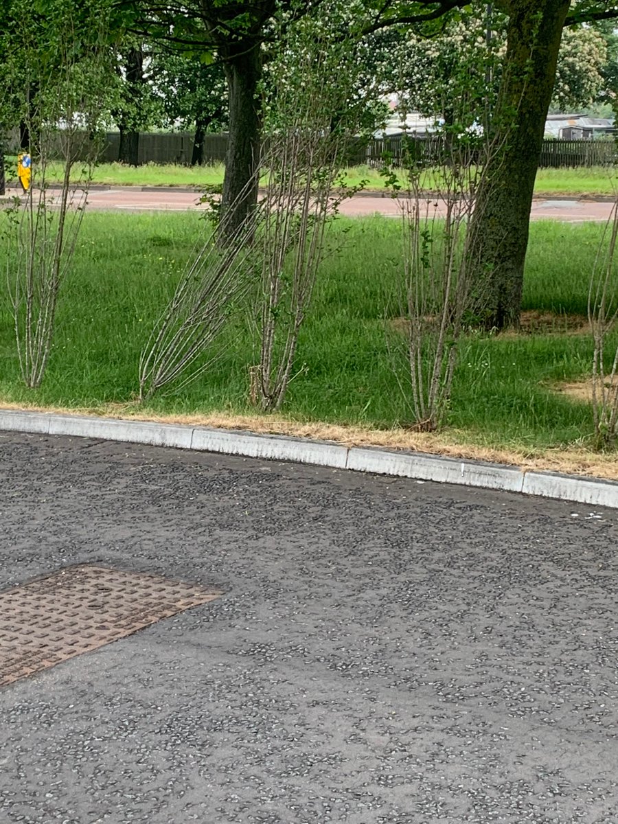 MissMadisonBout's tweet photo. @GentooHomes @gentoogroup @gentoohomes just to be clear following a call from your office:  its not the dried grass, its the trees and bushes that were put in that are dead, falling over and look horrendous.  Seriously this isnt difficult stuff https://t.co/ncZmK7IBOW
