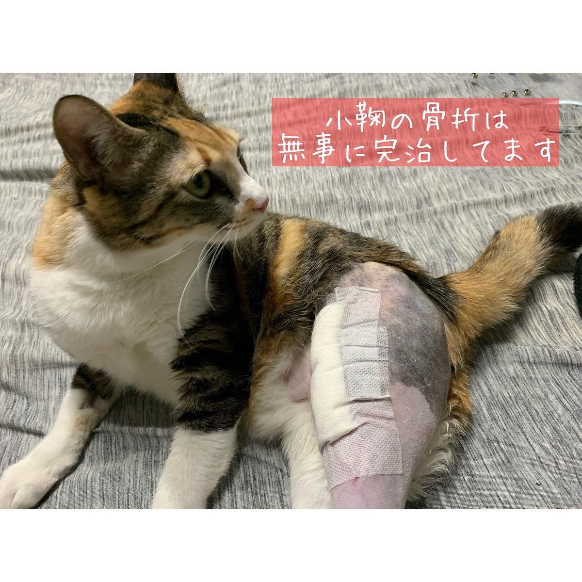 komari0825's tweet photo. お久しぶりです！！
小鞠の骨折は完治してます😊
fipのお薬を飲み終えて
一年が経ちましたので
明日本当に最後の通院で検査です😊 https://t.co/GjeLjWGEdX