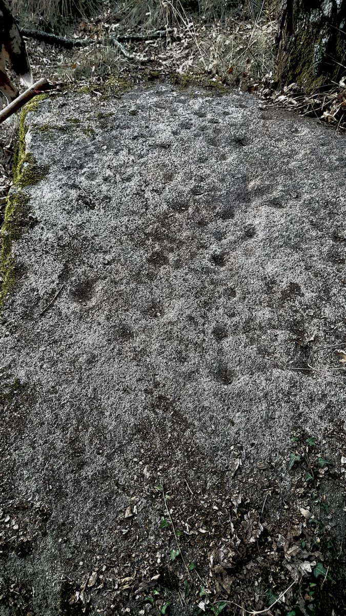 Suma e segue, non paran de aparecer paneis de coviñas no noso municipio. Os últimos son este atopado na parroquia de Toén e outro no monte do Bacelar en Moreiras. 

📸Coviñas atopadas en Toén.