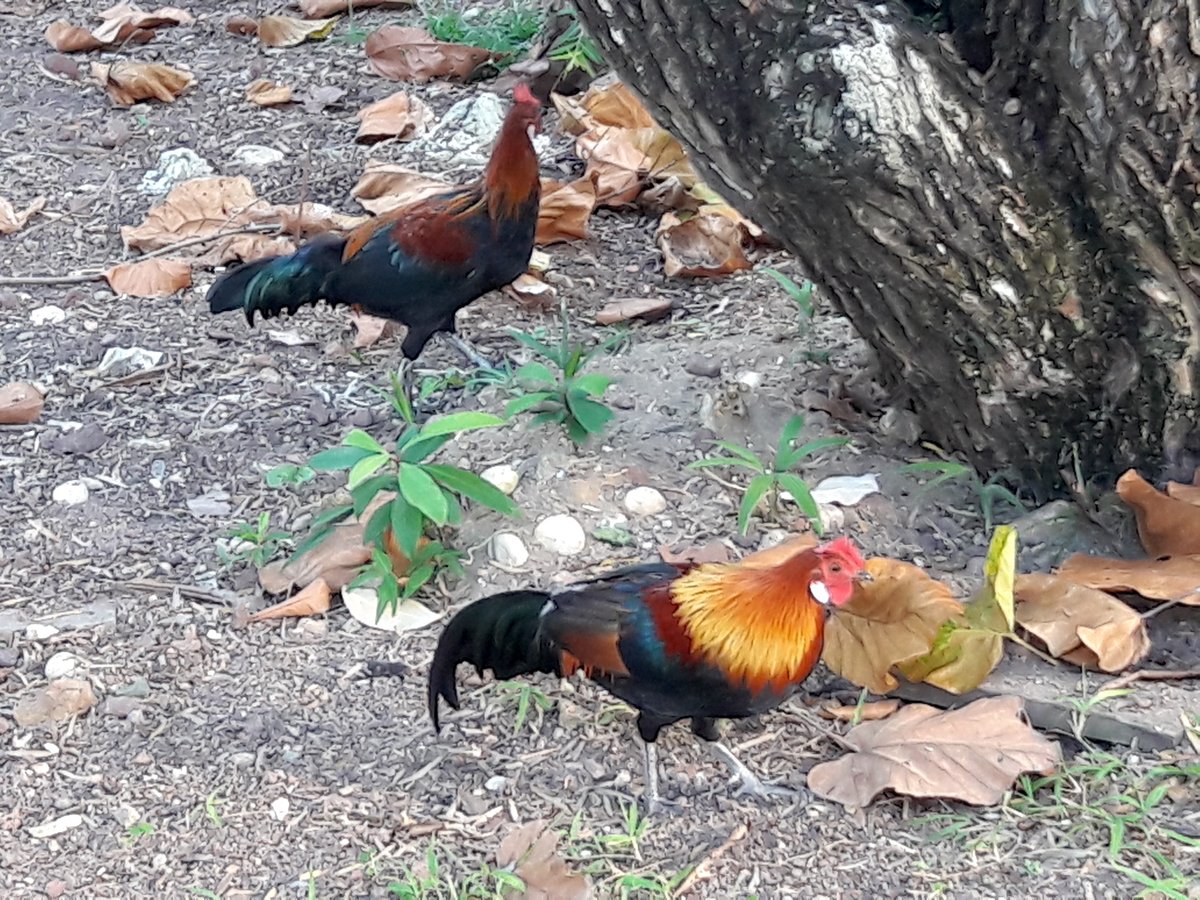 yungenchee.bsky.social tweet media