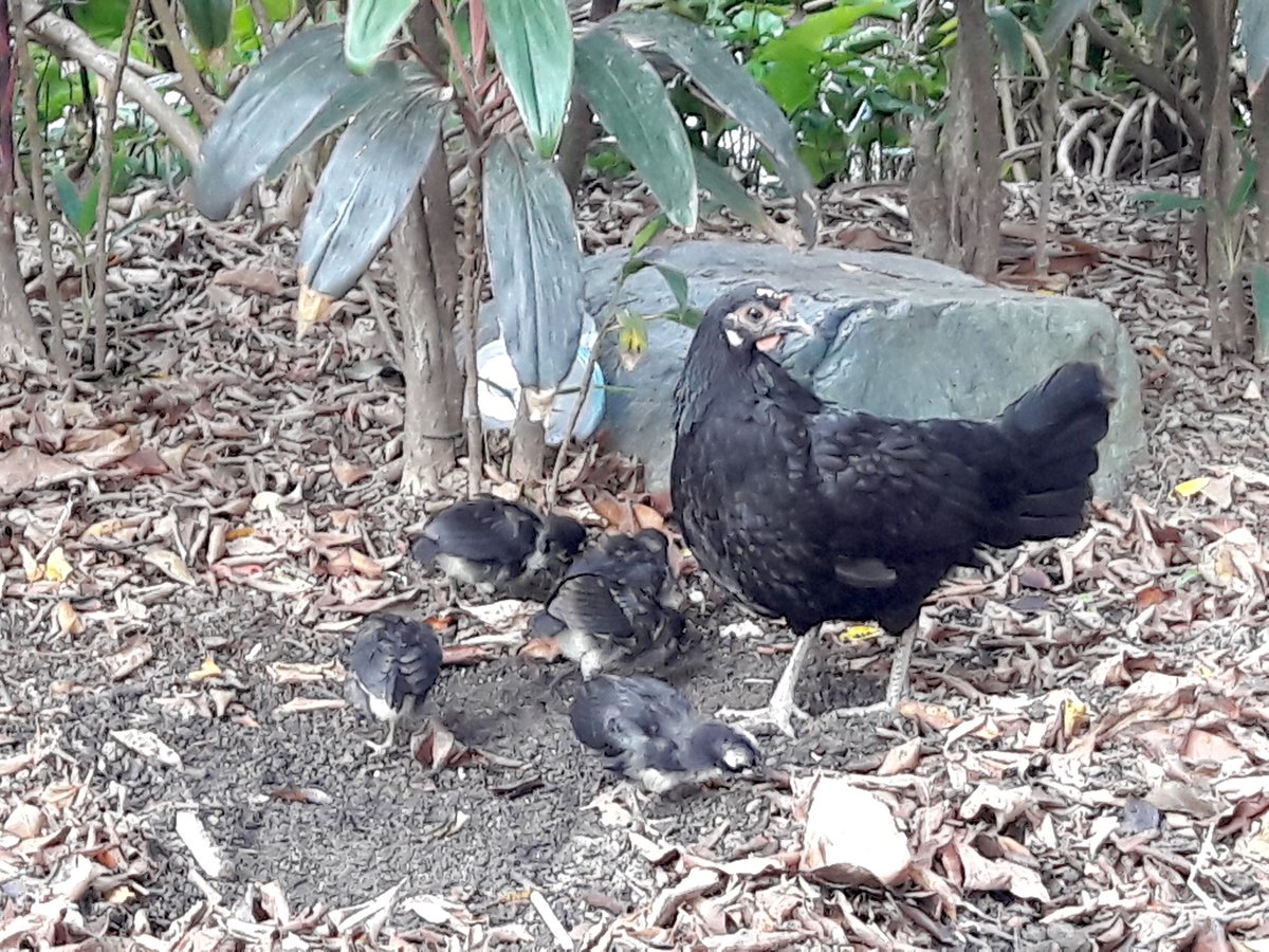 yungenchee.bsky.social tweet media