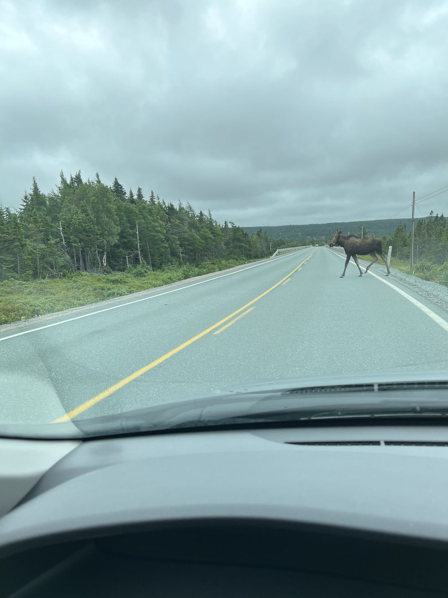 Encountered this big fella on an afternoon drive #moose #IrishLoop #BayBulls #NL