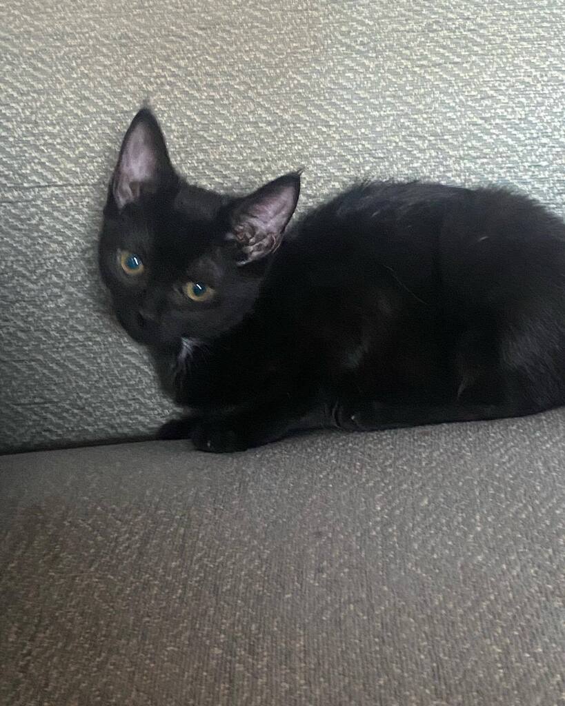 Little Sooty is growing bigger. She is the most adorable #luckyblackcat and i love her so much #catsofinstagram #kittensofinstagram #cats #kittens #blackcatsofinstagram instagr.am/p/Chb7hRiqTJG/