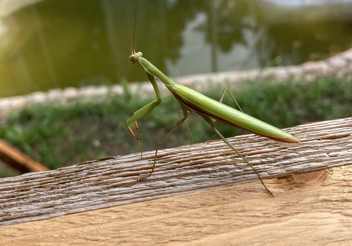 Seltener Besuch heute Morgen im Jugendarrest in Berlin-Lichtenrade. Durch den Klimawandel breiten sich auch die Gottesanbeterinnen immer weiter aus. Wir haben die Sichtung dem Naturkundemuseum in Berlin gemeldet. 🐝🐜🦗
@mfnberlin @zooberlin @NetzGrueneBib #gottesanbeterin
