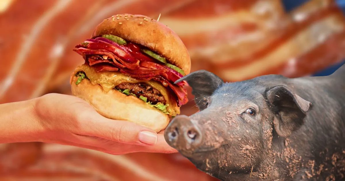 bob_sudharshan's tweet image. Too Realistic? Pork Lobby Accuses Vegan Bacon Brand Of Unfair Competition @plantbasednews buff.ly/3zTWy22

#vstars #purposewithprofit