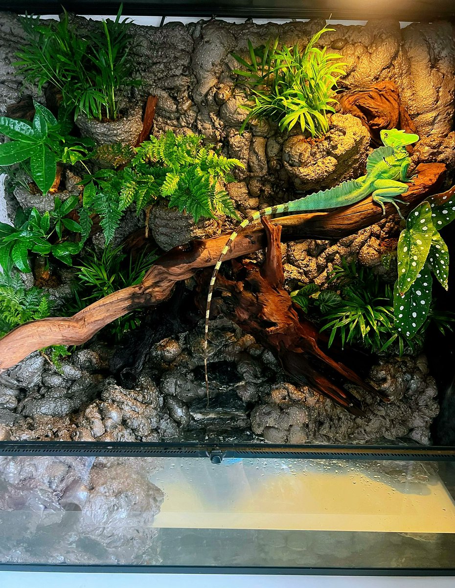 My friend gave it a new home as a small pet. At first I didn't know the lizard was below, but when I turned around and found it was above, I was shocked🤣