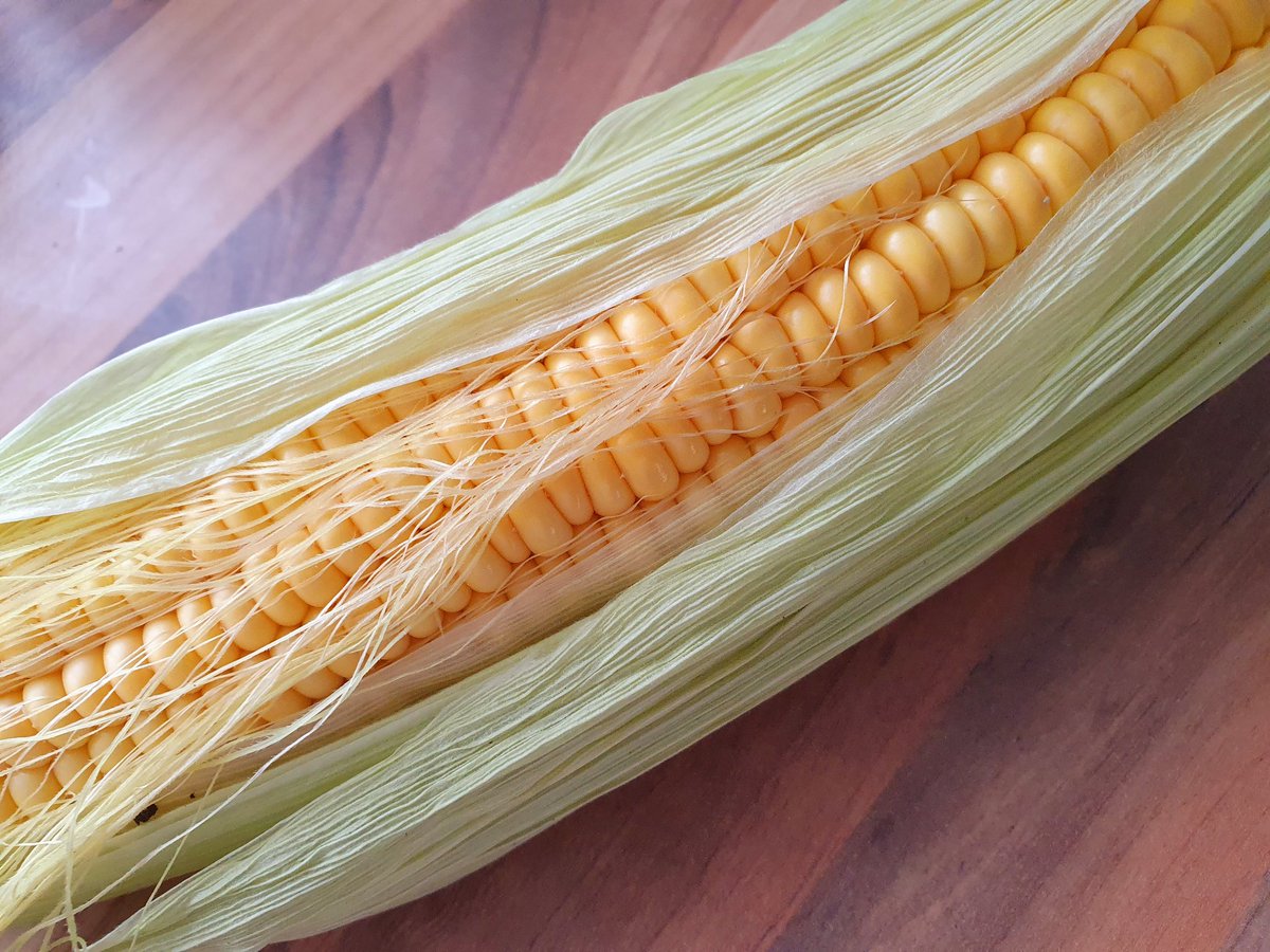 BettinaSRoss1's tweet photo. For the first time in ages, I made corn on the cob again yesterday. I'd almost forgotten how good it is. And how messy. 😁
#TissuePlease! https://t.co/MAUBs0xtdk