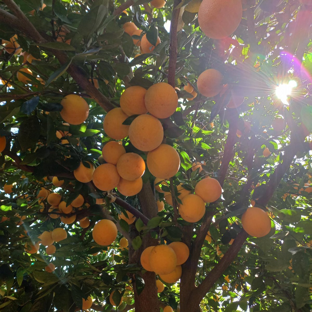 Jupiter Group tweet media