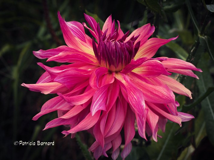 Hi Everyone, a shot taken yesterday of my deliciously blowsy 'Penhill Dark Monarch' a gorgeous 'Dinner plate' Dahlia... #flowersonfriday #Flowers #gardening #nature #dahlias #GardeningTwitter #DahliaLove